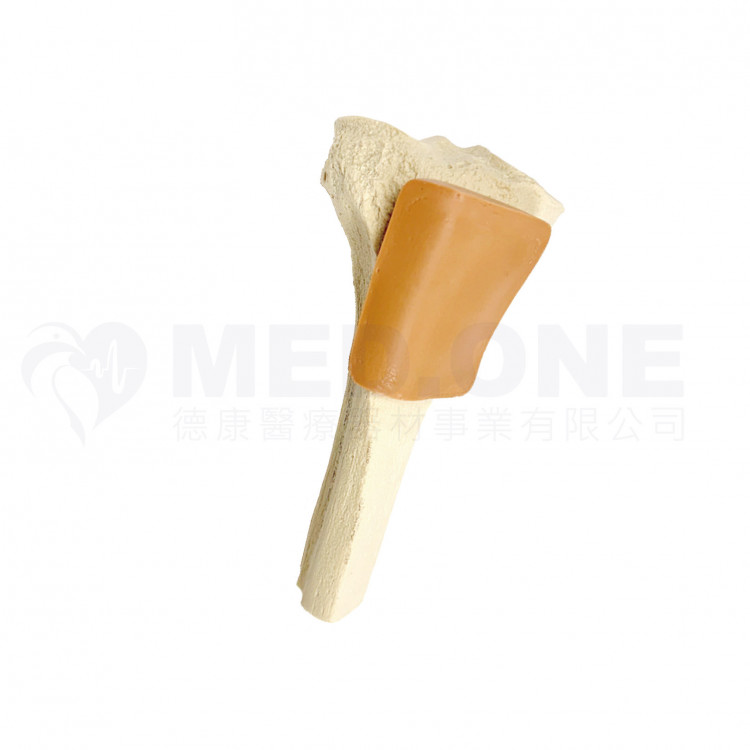 近端肱骨/脛骨訓練模型